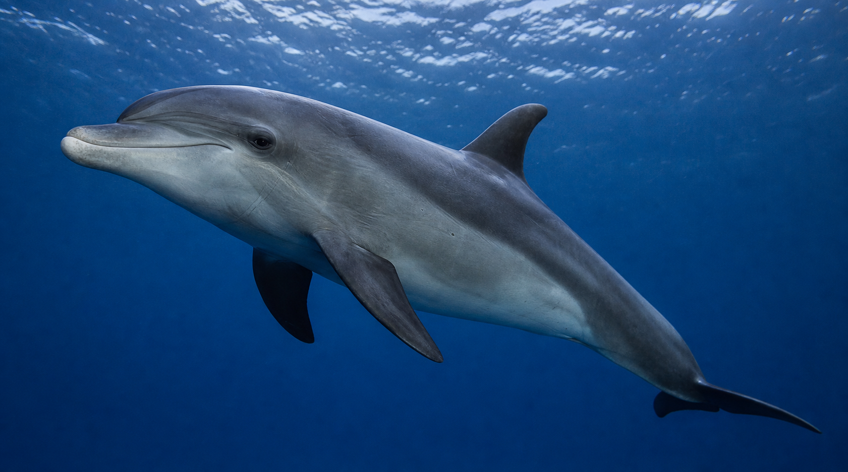 Anatomie du dauphin : nageoires, écholocation et adaptations à la vie marine