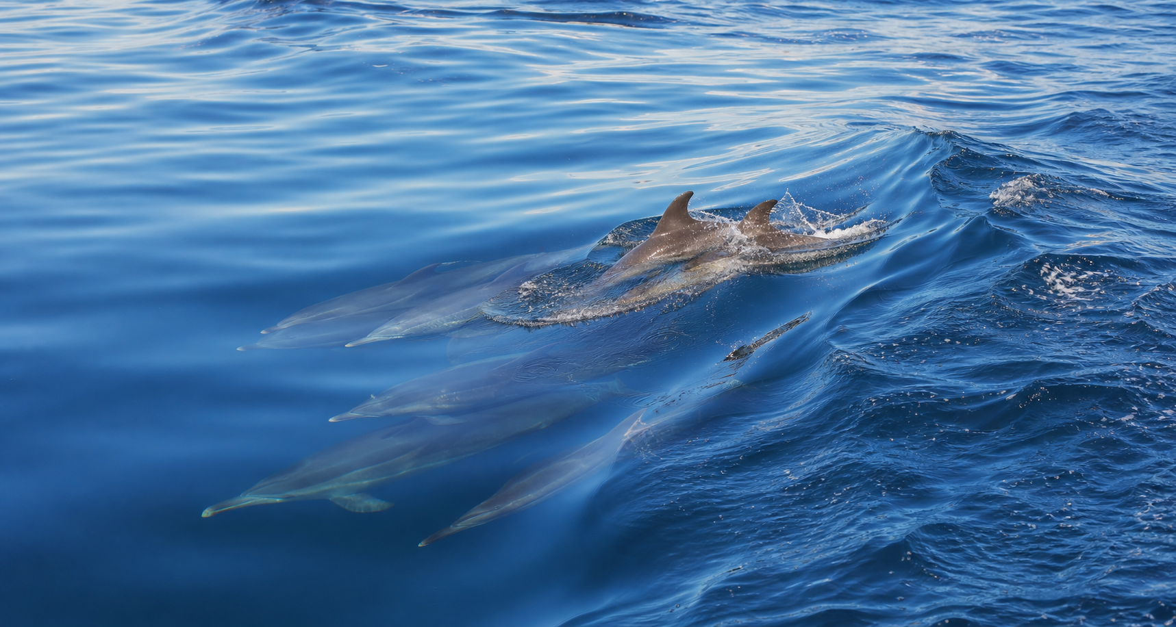 Les migrations des dauphins : pourquoi changent-ils de territoire ?