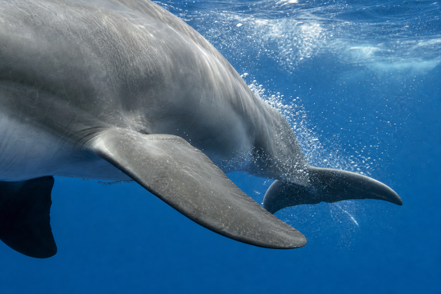 La dorsale et la stabilité — Anatomie du dauphin : nageoires, écholocation et adaptations à la vie marine
