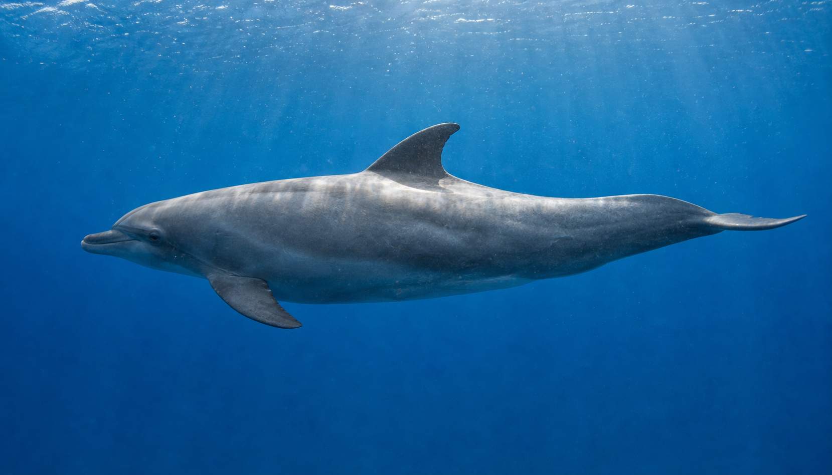 Anatomie du dauphin : comprendre son corps et ses adaptations