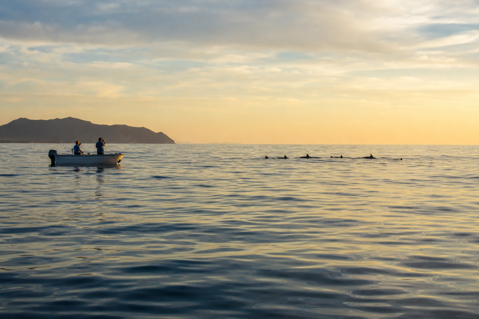 Emporter le nécessaire — Observer les dauphins sans les déranger : guide d’une rencontre responsable