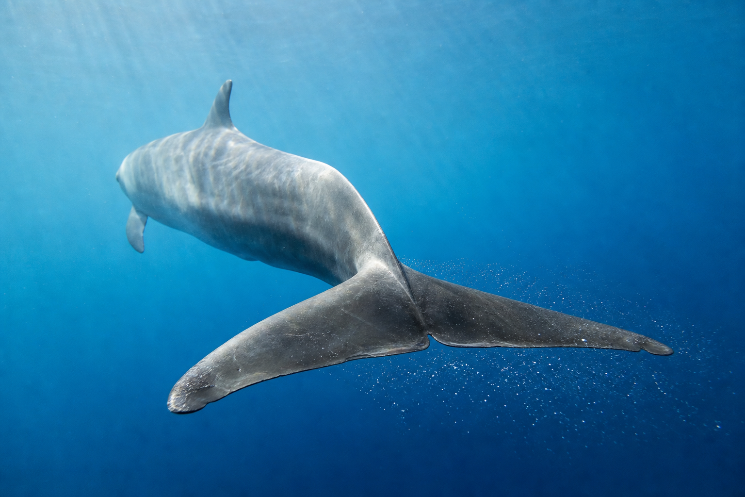 Caudale horizontale d’un dauphin en mouvement sous l’eau