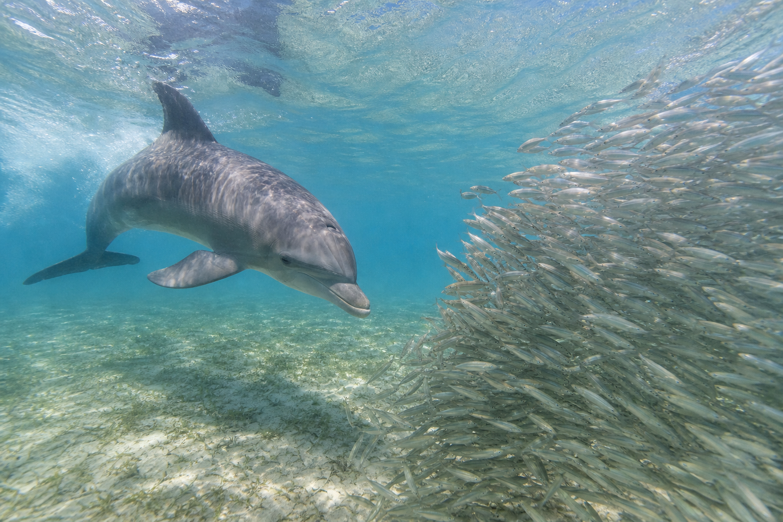 Des différences entre espèces — Que mangent les dauphins selon leur habitat et leur saison ?