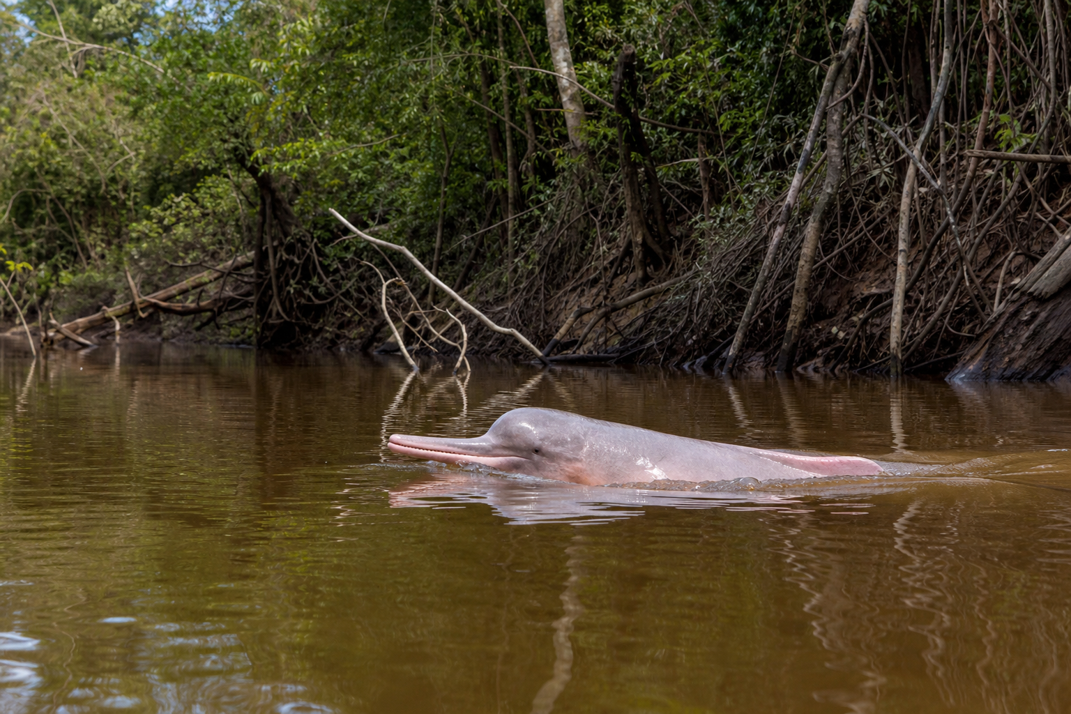 Des silhouettes qui se ressemblent — Dauphins de mer et dauphins de rivière : habitats, espèces et défis de conservation