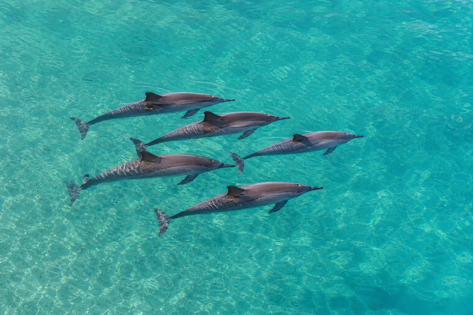 Groupe de dauphins à long bec nageant lentement dans une baie calme