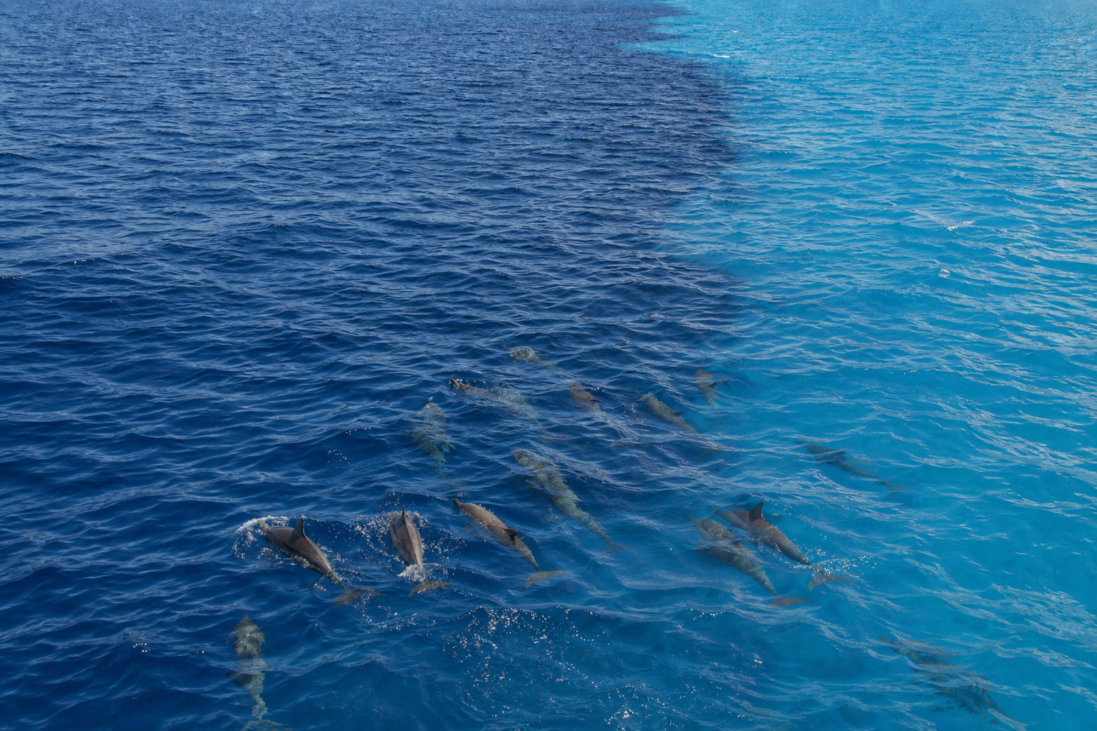 Une proximité fragile — Dauphins de mer et dauphins de rivière : habitats, espèces et défis de conservation