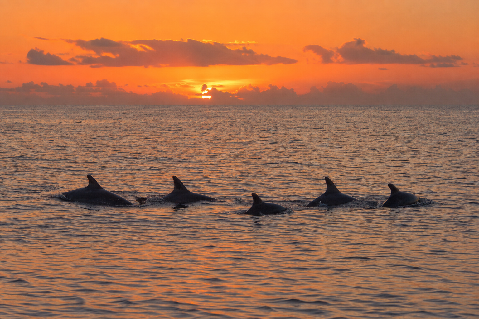 Lire les signes d’inconfort — Observer les dauphins sans les déranger : guide d’une rencontre responsable
