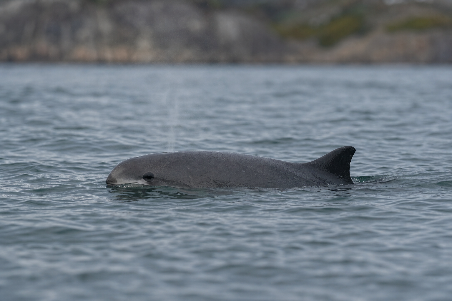 Marsouin commun au profil arrondi et à la dorsale triangulaire en surface