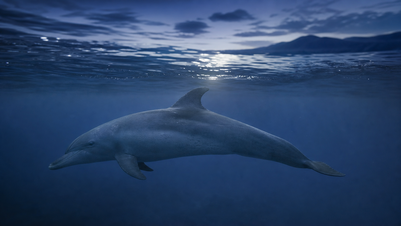 Comment dorment les dauphins ? Sommeil, respiration et vigilance